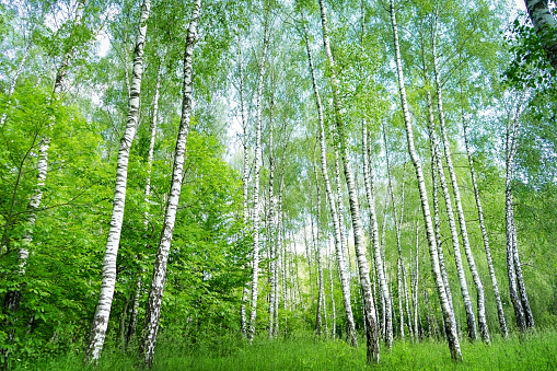 Birch grove background on a summer day. Springtime