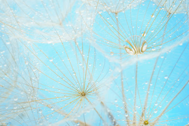 istock Dandelion seeds with rain drops on blue background. Soft focus, macro shot. 1456627531