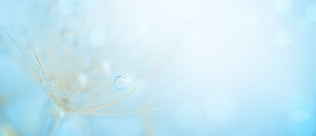 Dew drops on a dandelion seed on blue background. Close up, selective focus