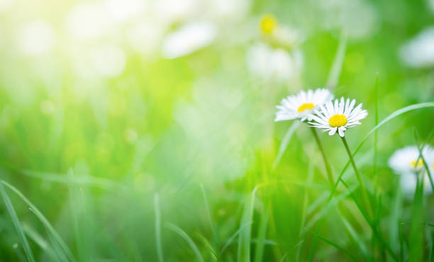 istock Chamomile flowers on green grass spring background, selective focus. 1456627676