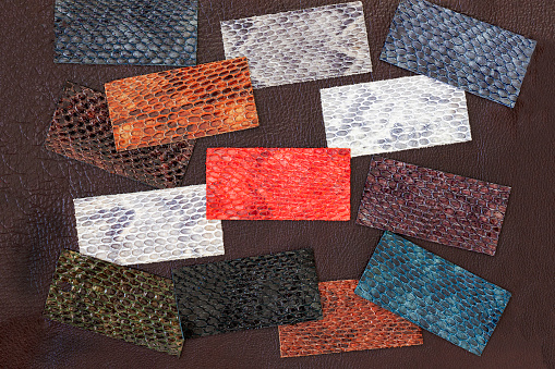 Set of samples of leather, embossed under exotic skin reptile, colorful pieces on dark background. Shopping and industry concept