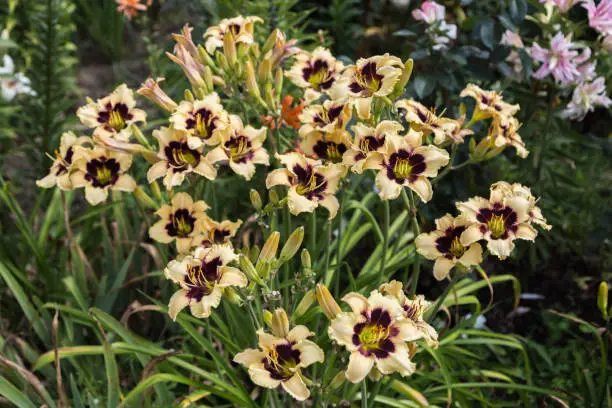 Blooming cultivar daylily. Hemerocallis Wild Horses in the summer garden. High quality photo