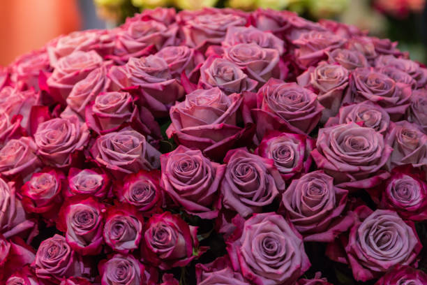 istock close-up roses texture natural background in pink tones 1456630941