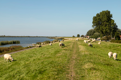 Sheep graze on the dike near the fishing village of Makkum in Friesland.