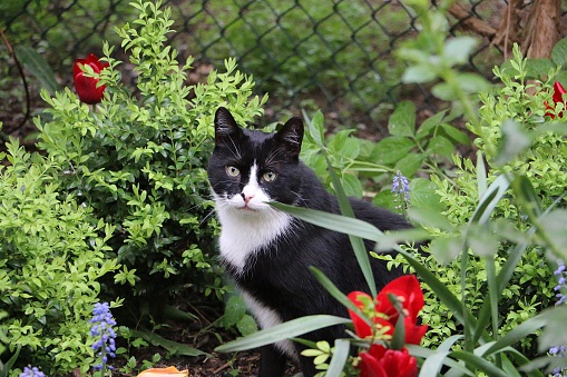 beautiful black and white cat is sitting in a flowerbed in the garden with colorful flowers
