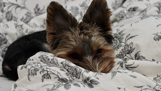 portrait of a cute little domestic dog Yorkie sitting indoors.