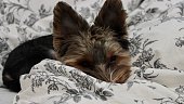 portrait of a cute little domestic dog Yorkie sitting indoors