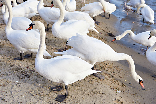 White swans on the seashore