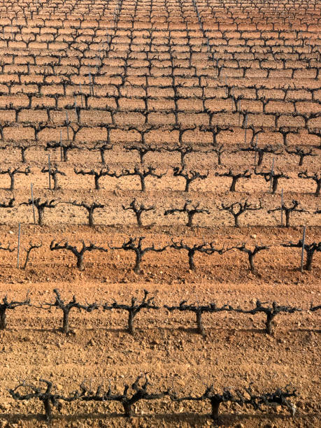 the vines are pruned during the cold months in the Garraf region in Catalonia.