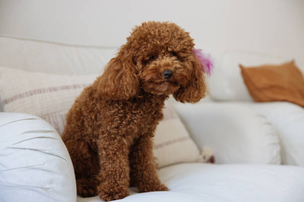 Cute little toy poodle