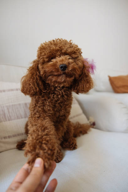 istock Miniature red poodle puppy under the bed 1456634964