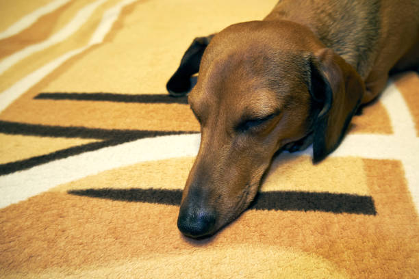 istock The dog is napping on the couch 1456636061