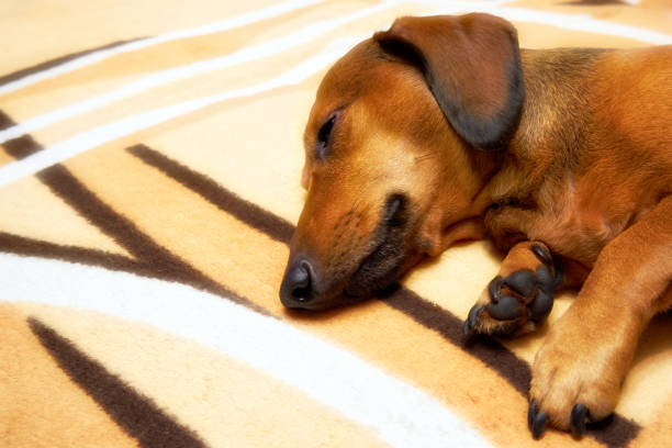 man play with brown dog
