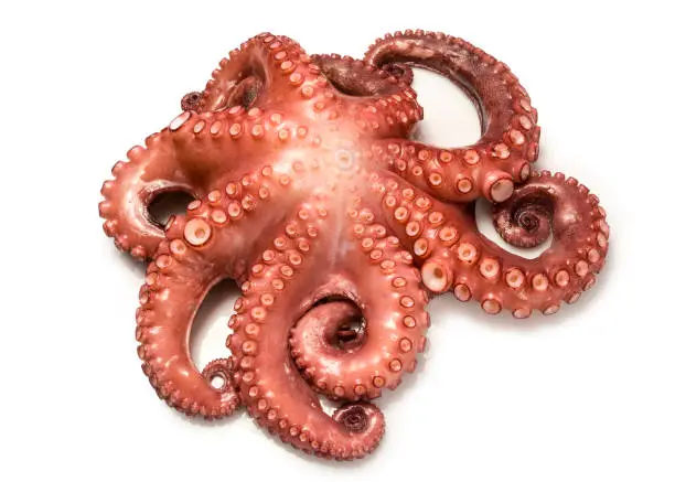 Photo of Octopus