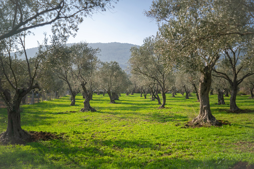 An olive field in summer on Sicily with many olive trees on bare earth against a blue sky