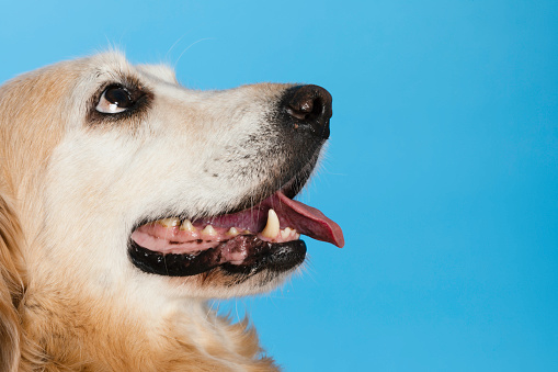 Side view of Golden Retriever in front of blue background.