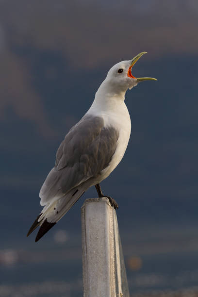 Black legged kittiwake screams loudly along Alaskan coast stock photo