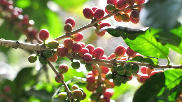 Close up of arabica coffee tree