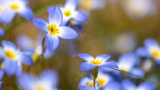 Bellissima patch di Bluets che fioriscono lungo la Blue Ridge Parkway - foto stock