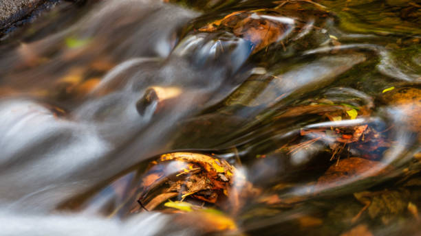 istock Wet Fallen Leaves in Late Autumn 1456638911