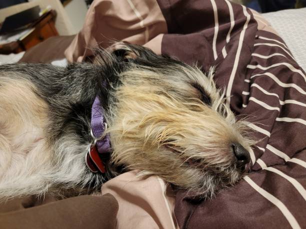 istock black and white terrier sleeping on bed cover 1456639181