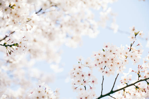 Fiore di ciliegio bianco contro il cielo azzurro - foto stock