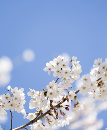 White  Cherry Blossom With Morning Sunlight