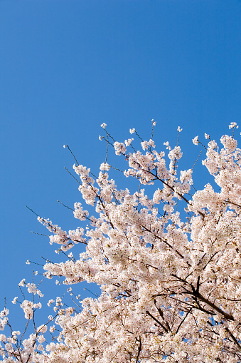 Tokyo Sky Tree and cherry