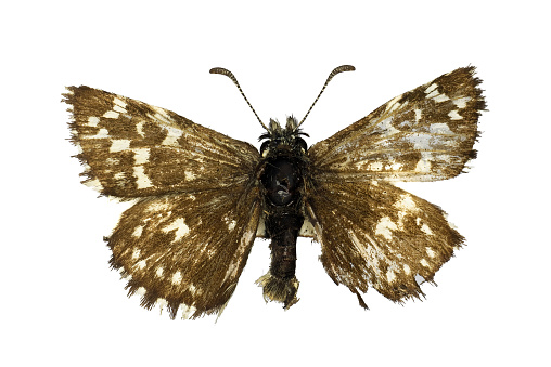 Pyrgus malvae, the grizzled skipper (family Hesperiidae), a butterfly, 50 years old specimen from butterfly collection.
