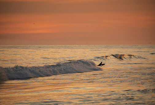 A lone surfer coming in after a sunset surf in Newport Beach, California