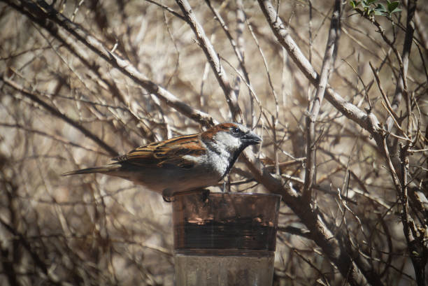 голодная птица - dependency animal nest robin bird стоковые фото и изображения