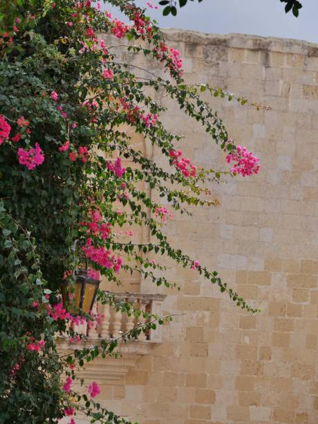 istock Bougainvillea in front of a wall 1456641654