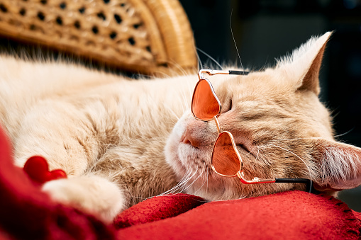 Cute funny ginger cat, wearing red sunglasses a shape of heart, sleeping on red blanket. Pets like human. Dressed pets. Valentine's day.