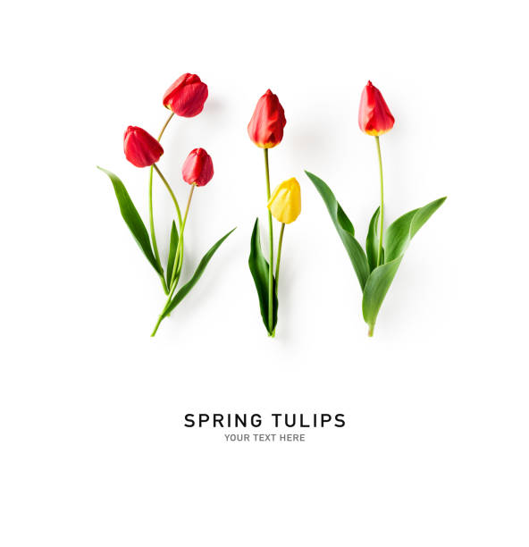 istock Red and yellow tulip flowers creative layout 1456645148