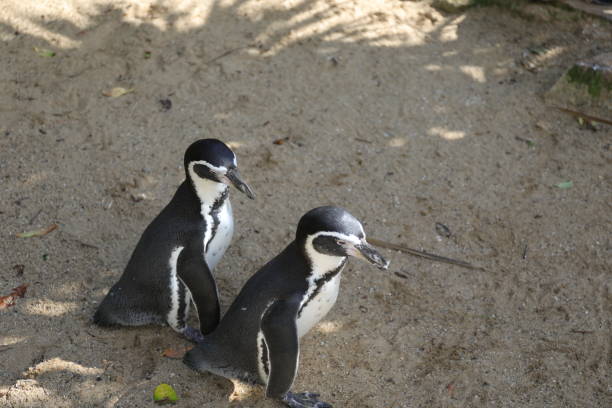istock Humboldt penguins walking together 1456646150