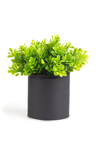 Small ginseng bonsai in black ceramic pot on wooden table against white wall