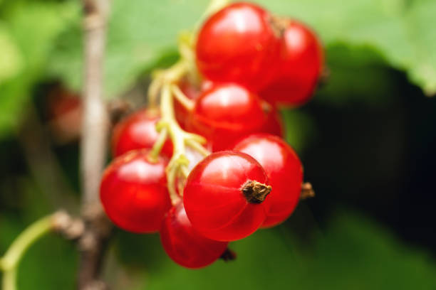 Ripe red currant berries on a branch in a summer garden.