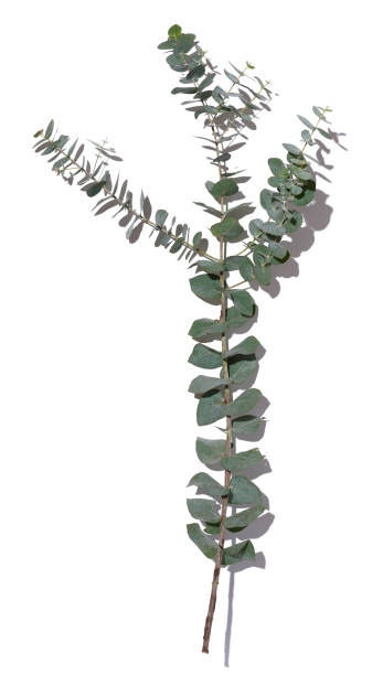 istock Eucalyptus branch with green leaves on a white isolated background, top view 1456648695
