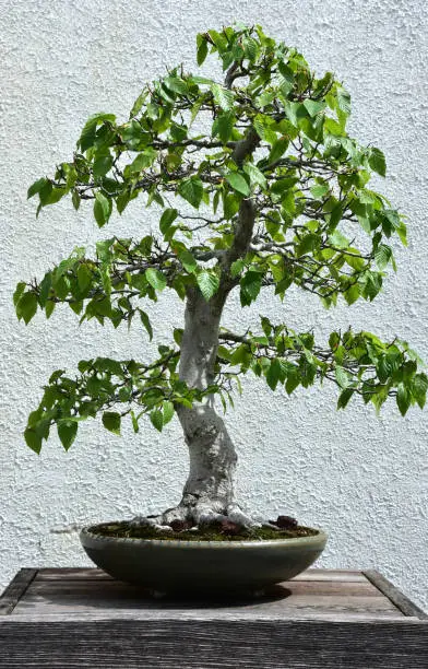 Photo of American Beech Bonsai Tree in a Pot