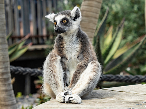 The ring-tailed lemur (Lemur catta) is a large strepsirrhine primate and the most recognized lemur due to its long, black and white ringed tail