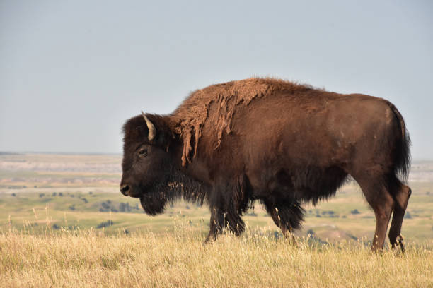 istock Buffalo Wandering on the Range in South Dakota 1456652446