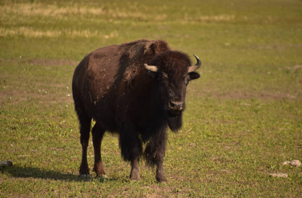istock Young Bull Buffalo Standing on a Prairie 1456652499