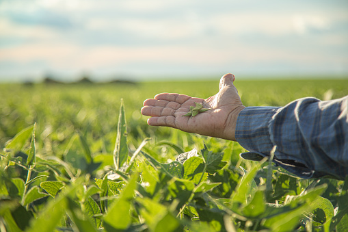 man looking at soybean seed in plantation at sunset