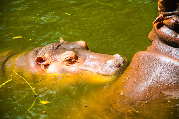 istock Hippopotamus in the water 1456653956