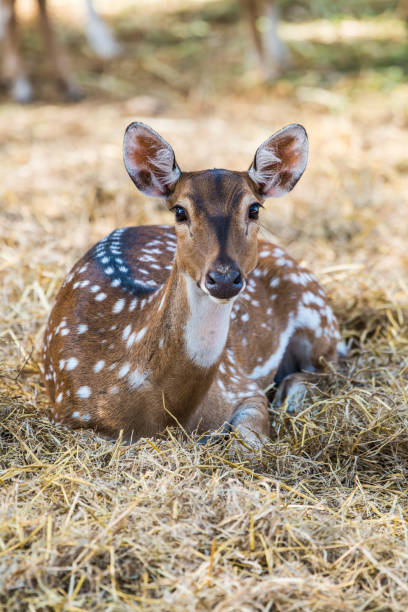 istock Portrait of Spotted Deer 1456654061