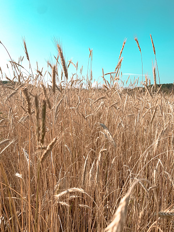 Wheat field up close photo.