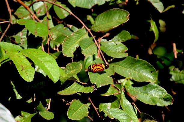 istock insect butterfly – rhopalocera 1456657199