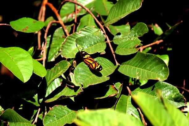 istock insect butterfly – rhopalocera 1456657219