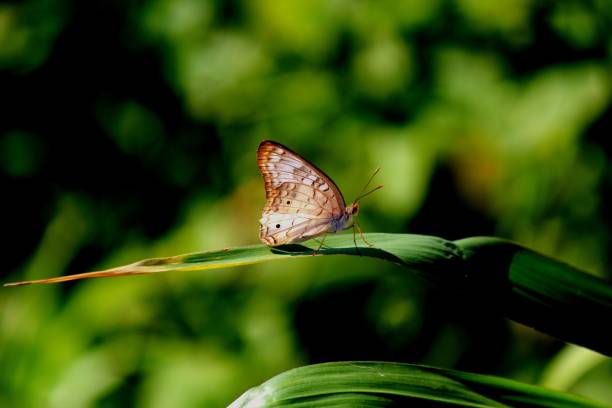 istock insect butterfly – rhopalocera 1456657236