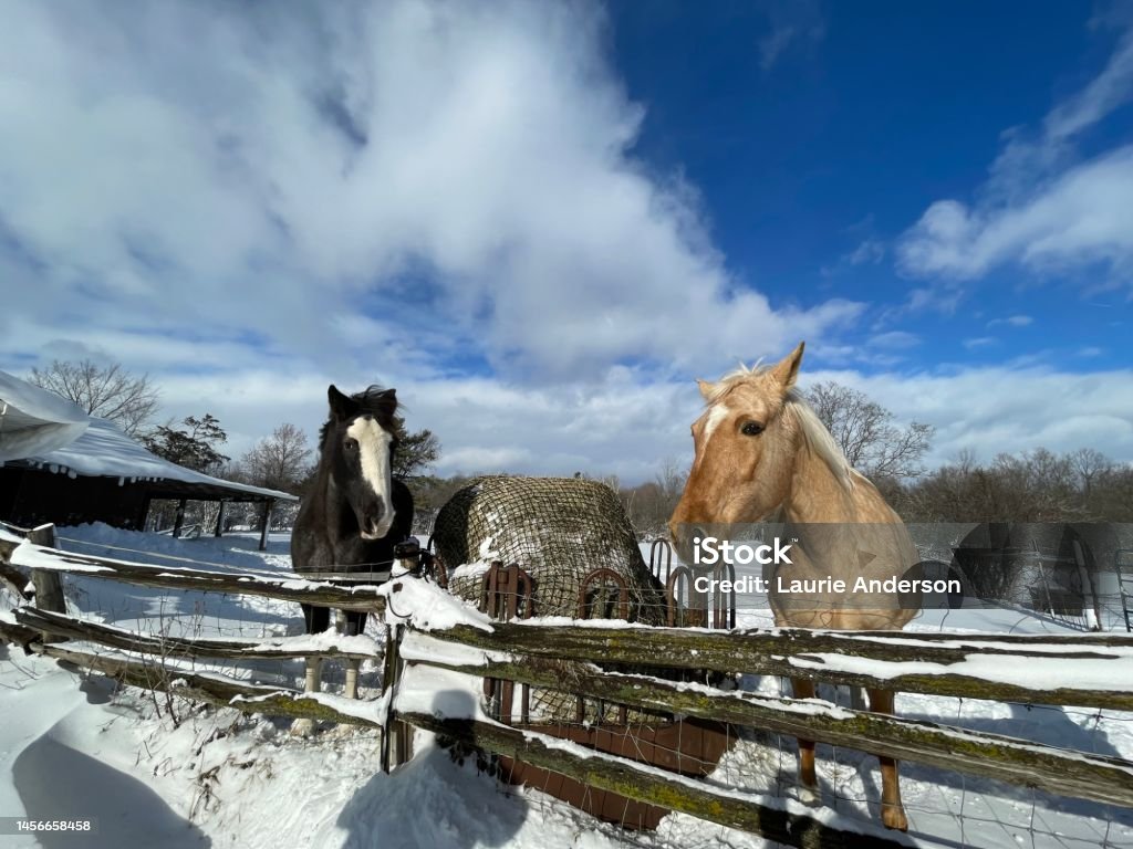 Friends Sally and Gem came over together for their Christmas carrot treats. They looked so pretty on this beautiful sunny, winter day. Animal Stock Photo